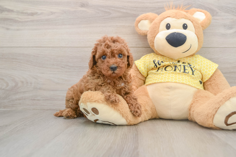Cavapoo Puppy for Adoption