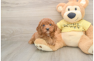 Cavapoo Pup Being Cute