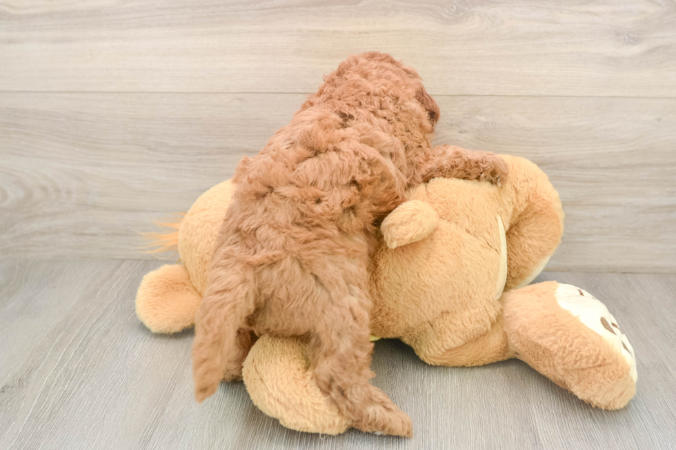 Cavapoo Puppy for Adoption