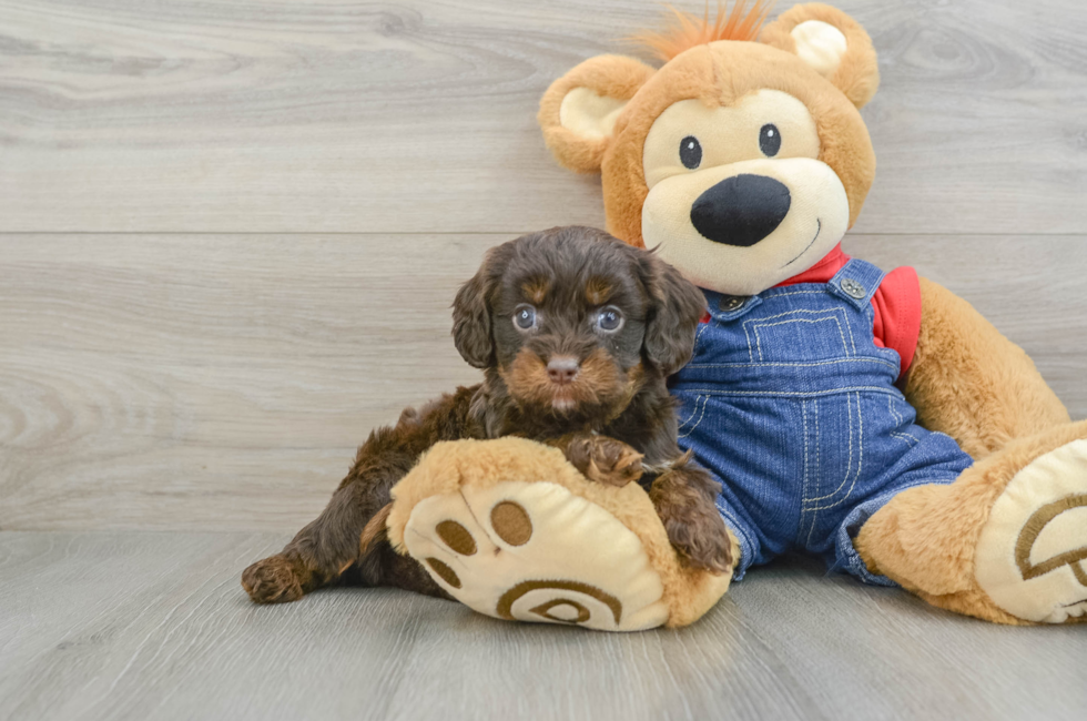 5 week old Cavapoo Puppy For Sale - Pilesgrove Pups