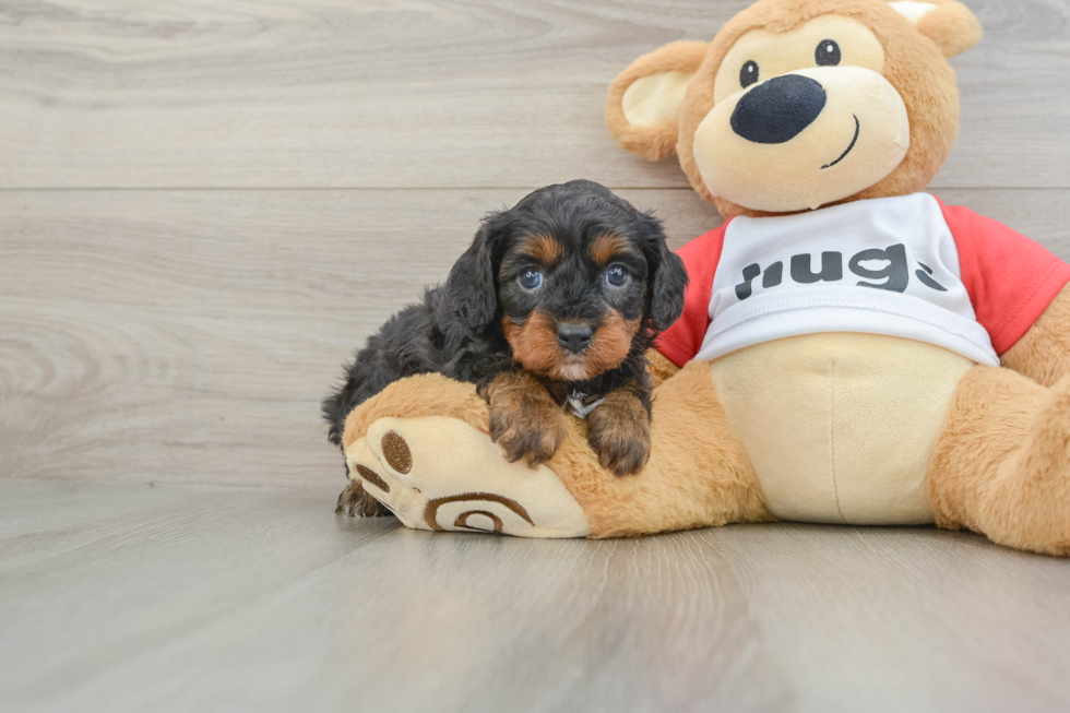 Cavapoo Puppy for Adoption