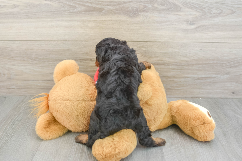 Best Cavapoo Baby