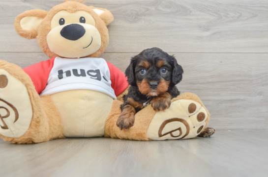Cavapoo Puppy for Adoption