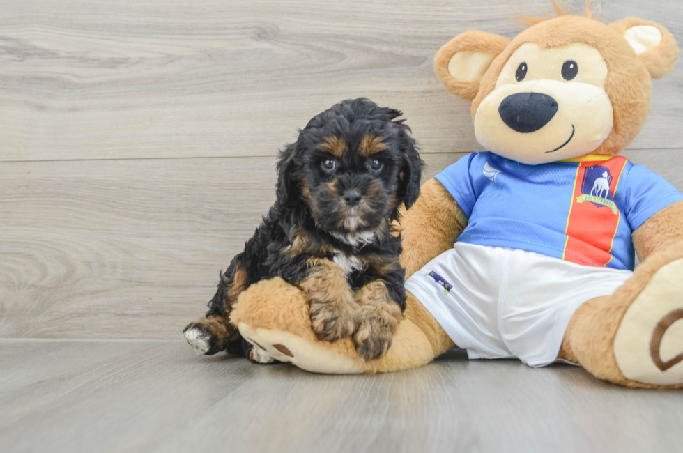 6 week old Cavapoo Puppy For Sale - Pilesgrove Pups