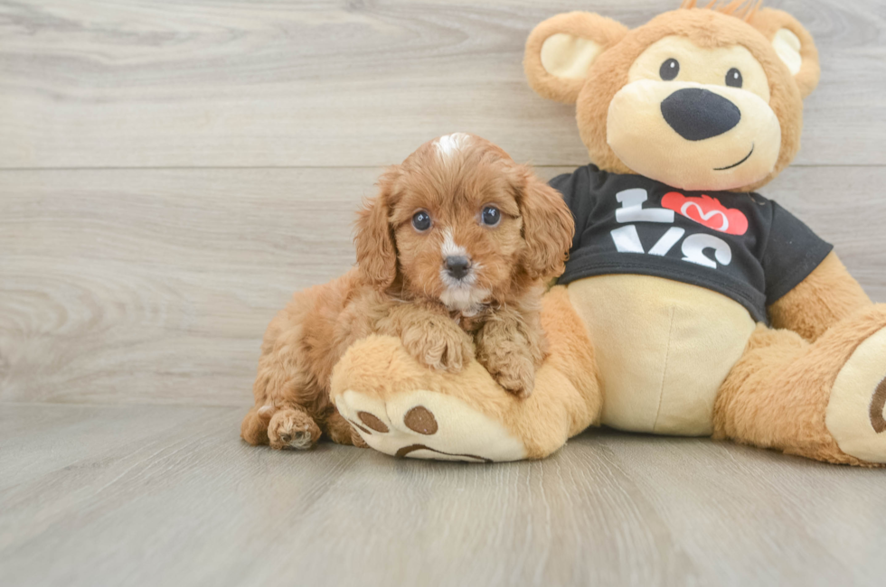 6 week old Cavapoo Puppy For Sale - Pilesgrove Pups