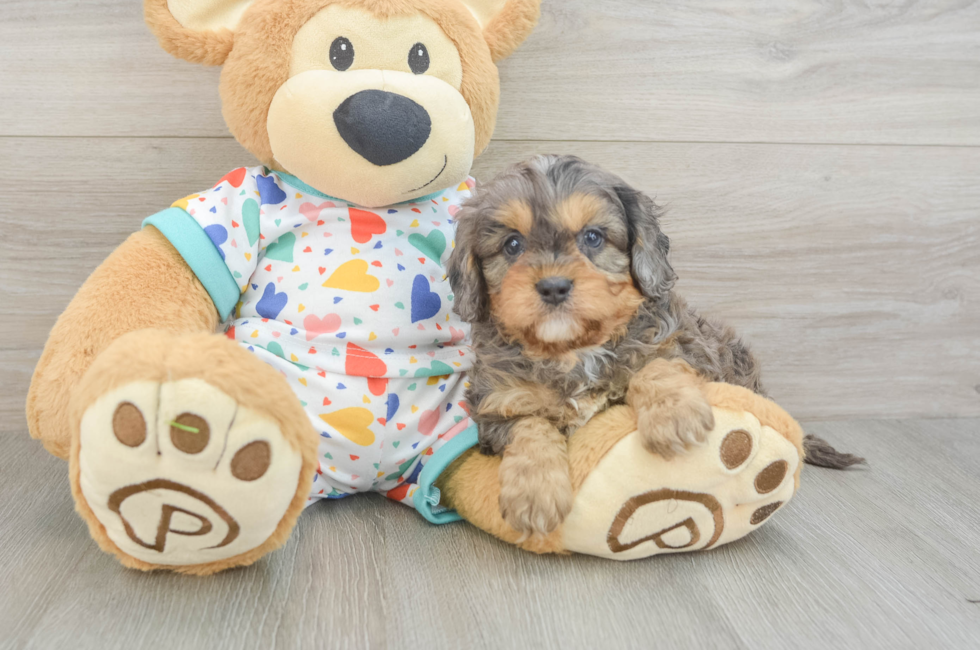 5 week old Cavapoo Puppy For Sale - Pilesgrove Pups