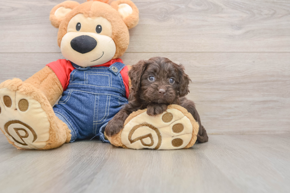 Cavapoo Pup Being Cute