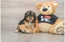 Energetic Cavoodle Poodle Mix Puppy