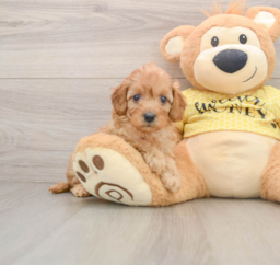 7 week old Cavapoo Puppy For Sale - Pilesgrove Pups