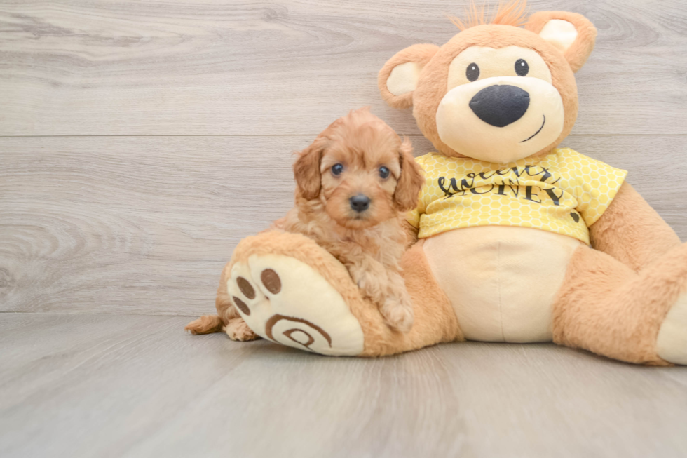 Cavapoo Pup Being Cute