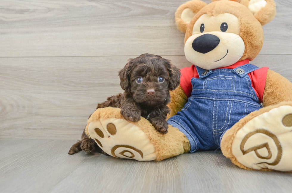 5 week old Cavapoo Puppy For Sale - Pilesgrove Pups