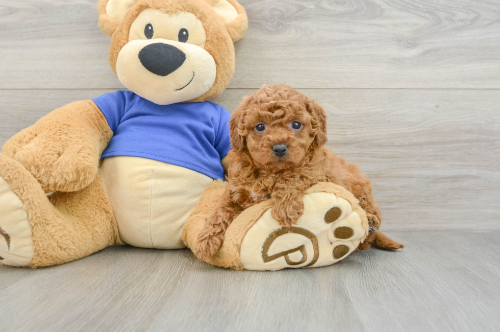 8 week old Cavapoo Puppy For Sale - Pilesgrove Pups