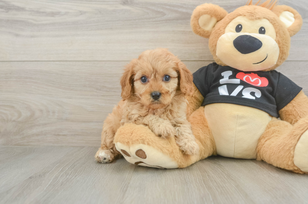 6 week old Cavapoo Puppy For Sale - Pilesgrove Pups