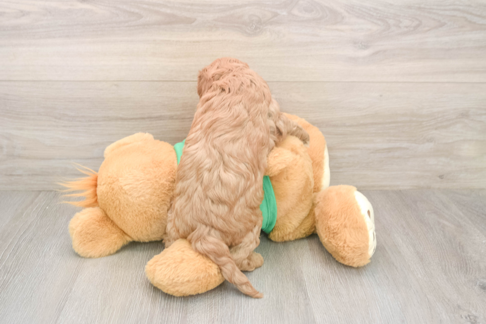 Cavapoo Puppy for Adoption