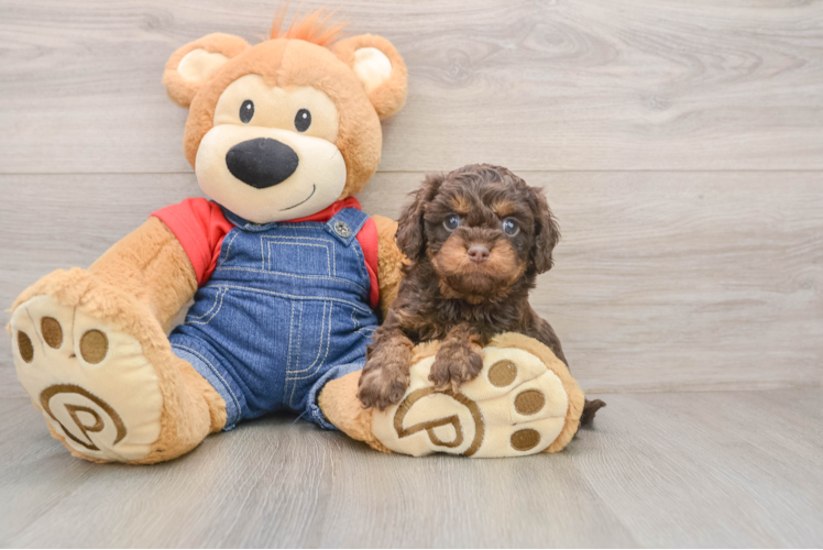 Sweet Cavapoo Baby