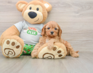 7 week old Cavapoo Puppy For Sale - Pilesgrove Pups