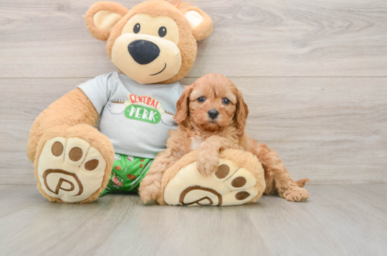Small Cavapoo Baby
