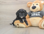 7 week old Cavapoo Puppy For Sale - Pilesgrove Pups