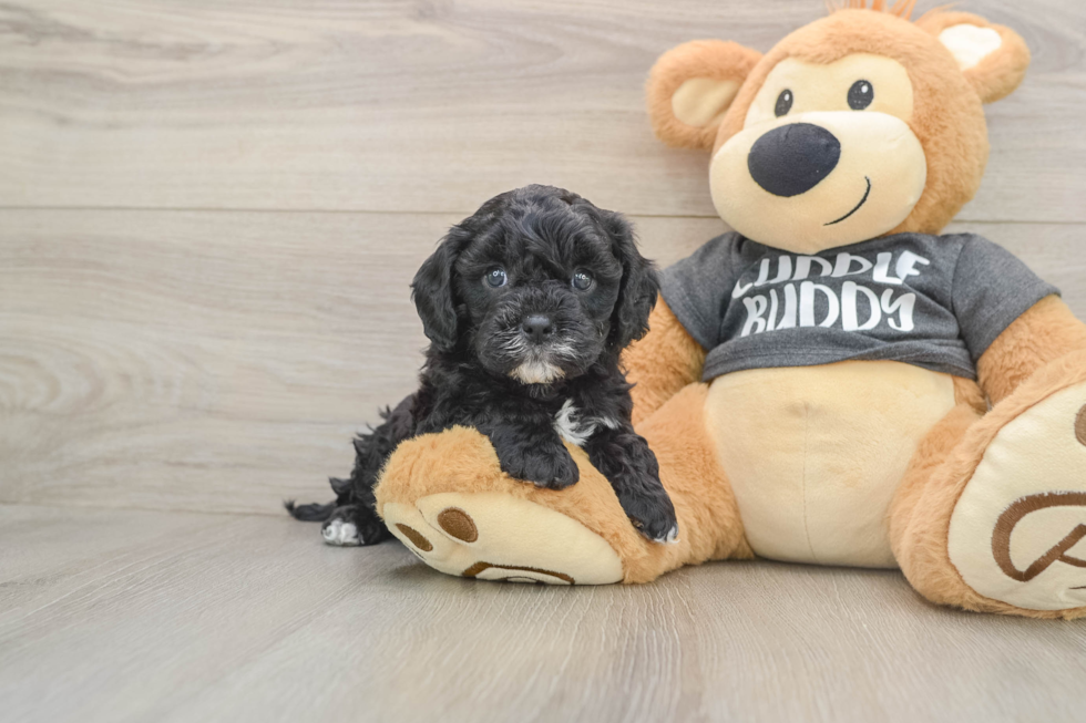 Cavapoo Pup Being Cute