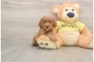 Smart Cavapoo Poodle Mix Pup