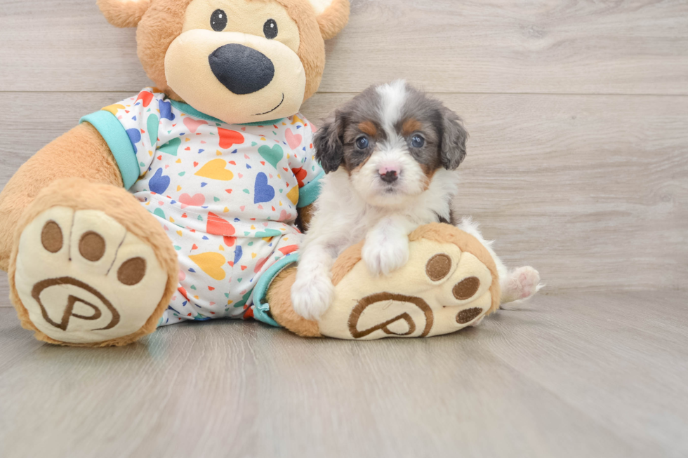 Cavapoo Puppy for Adoption