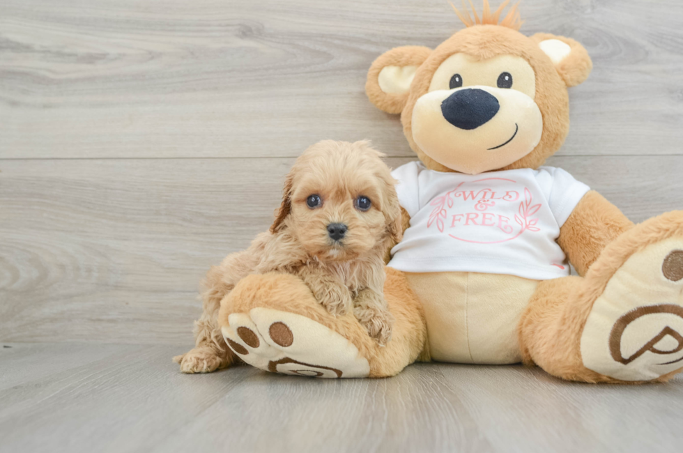 5 week old Cavapoo Puppy For Sale - Pilesgrove Pups