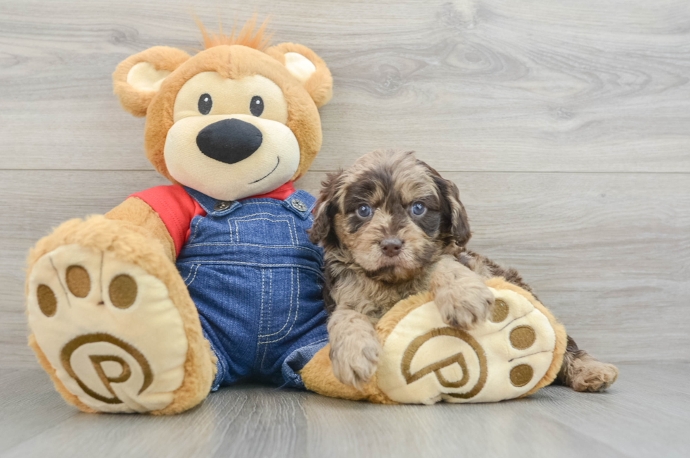 5 week old Cavapoo Puppy For Sale - Pilesgrove Pups