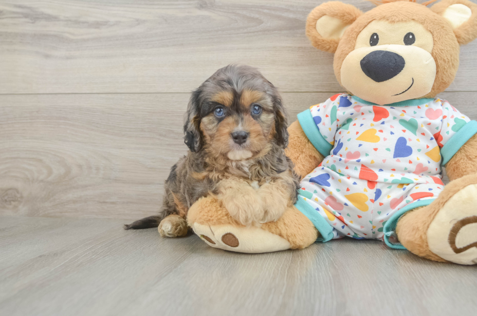 5 week old Cavapoo Puppy For Sale - Pilesgrove Pups