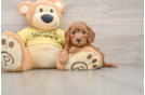 Cavapoo Pup Being Cute