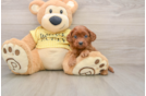 Little Cavipoo Poodle Mix Puppy