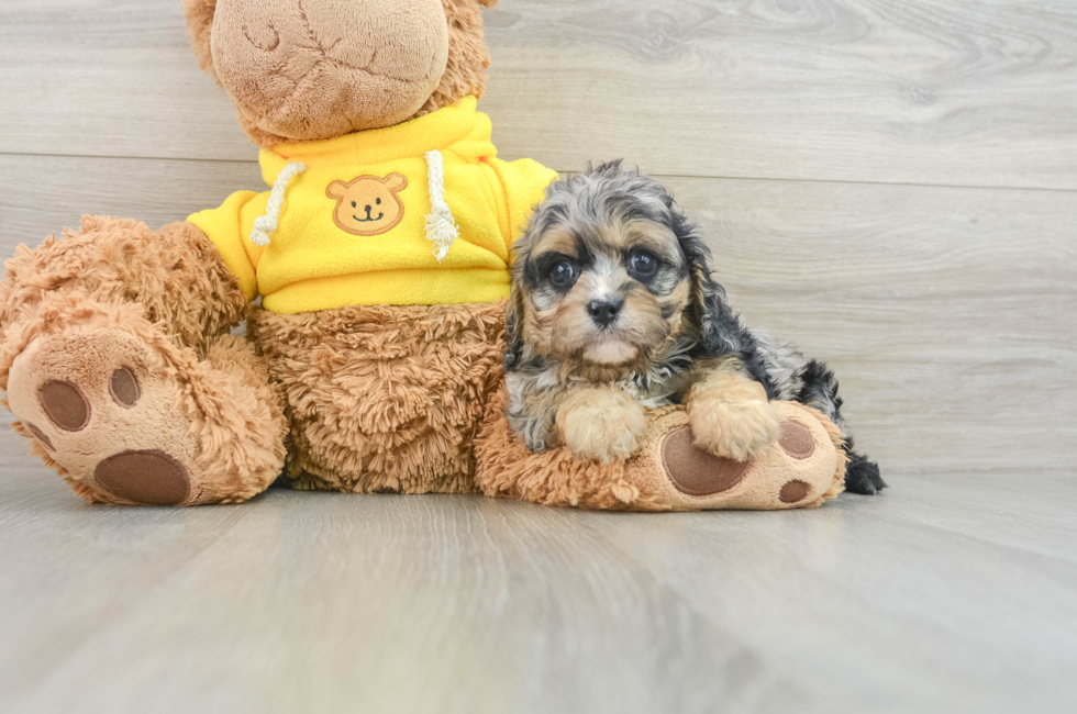 6 week old Cavapoo Puppy For Sale - Pilesgrove Pups