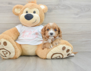 7 week old Cavapoo Puppy For Sale - Pilesgrove Pups