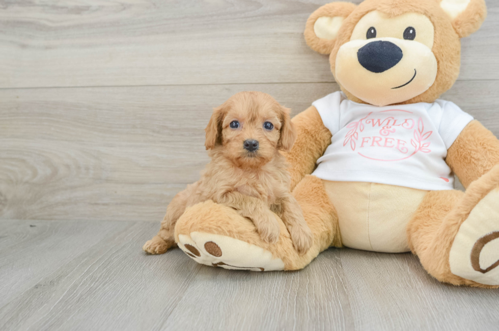 5 week old Cavapoo Puppy For Sale - Pilesgrove Pups