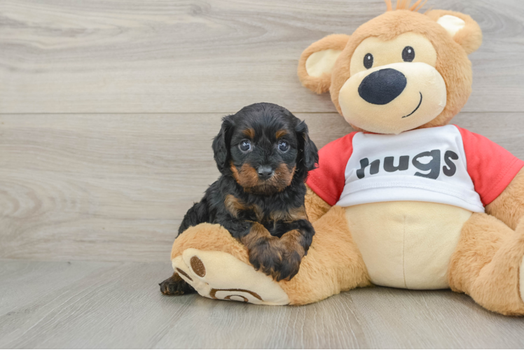 Friendly Cavapoo Baby