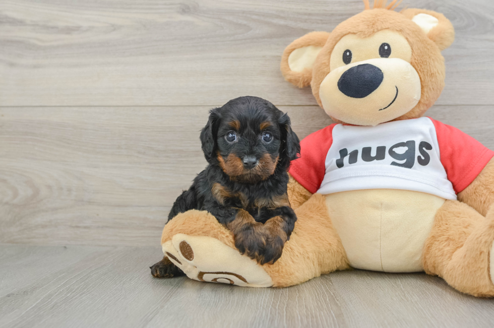 7 week old Cavapoo Puppy For Sale - Pilesgrove Pups