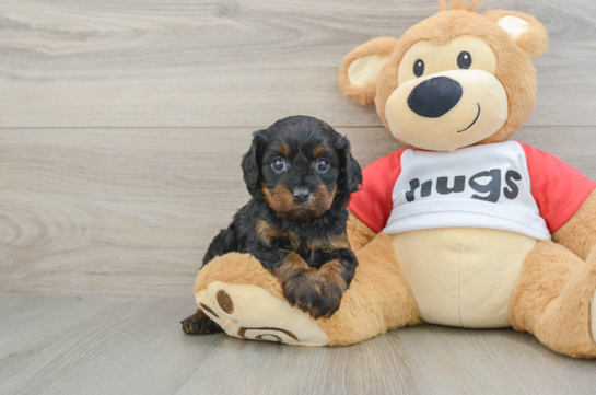 Friendly Cavapoo Baby