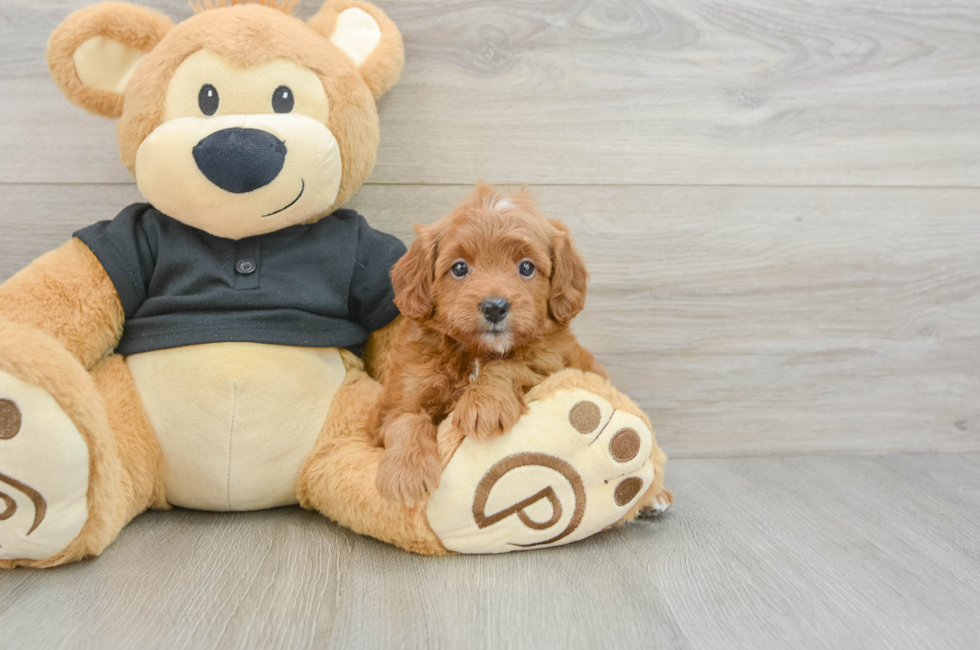 6 week old Cavapoo Puppy For Sale - Pilesgrove Pups
