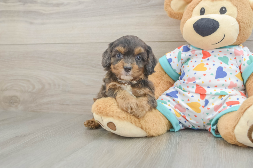 5 week old Cavapoo Puppy For Sale - Pilesgrove Pups