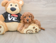 8 week old Cavapoo Puppy For Sale - Pilesgrove Pups