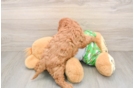 Cavapoo Puppy for Adoption