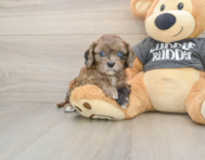 7 week old Cavapoo Puppy For Sale - Pilesgrove Pups