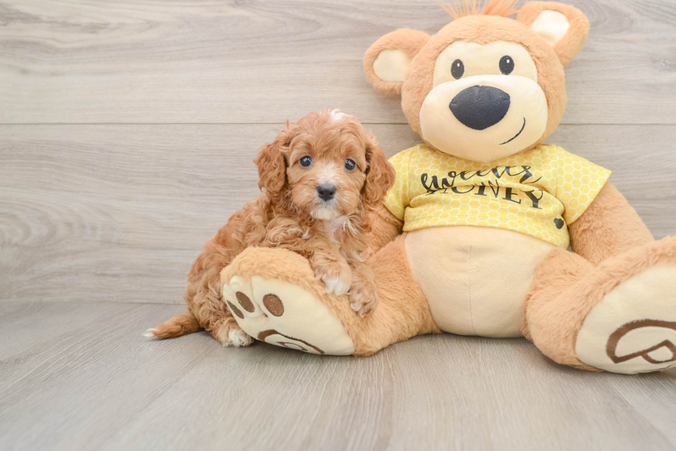 Best Cavapoo Baby