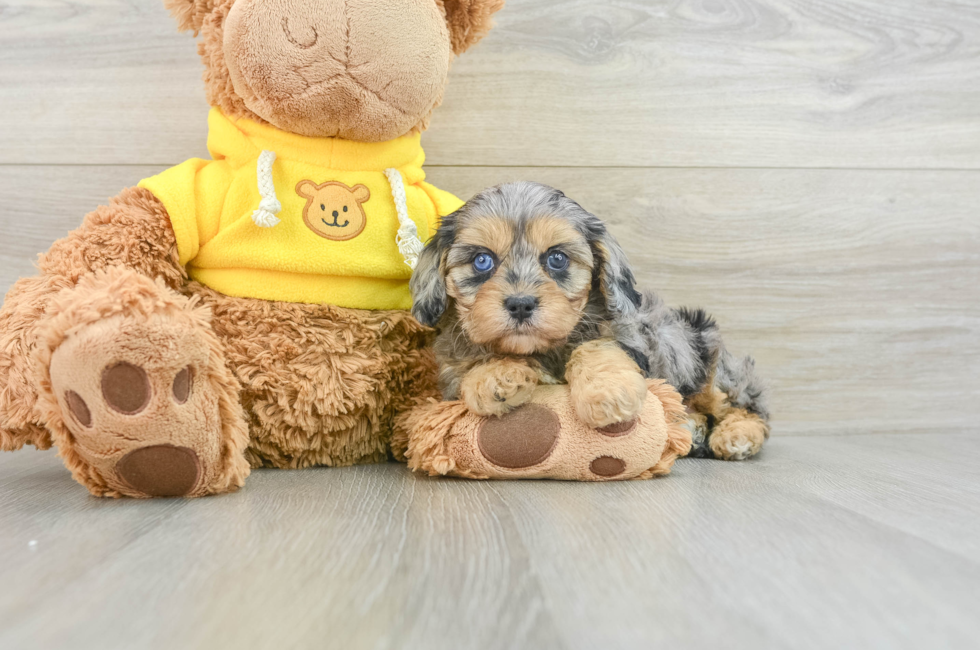 7 week old Cavapoo Puppy For Sale - Pilesgrove Pups