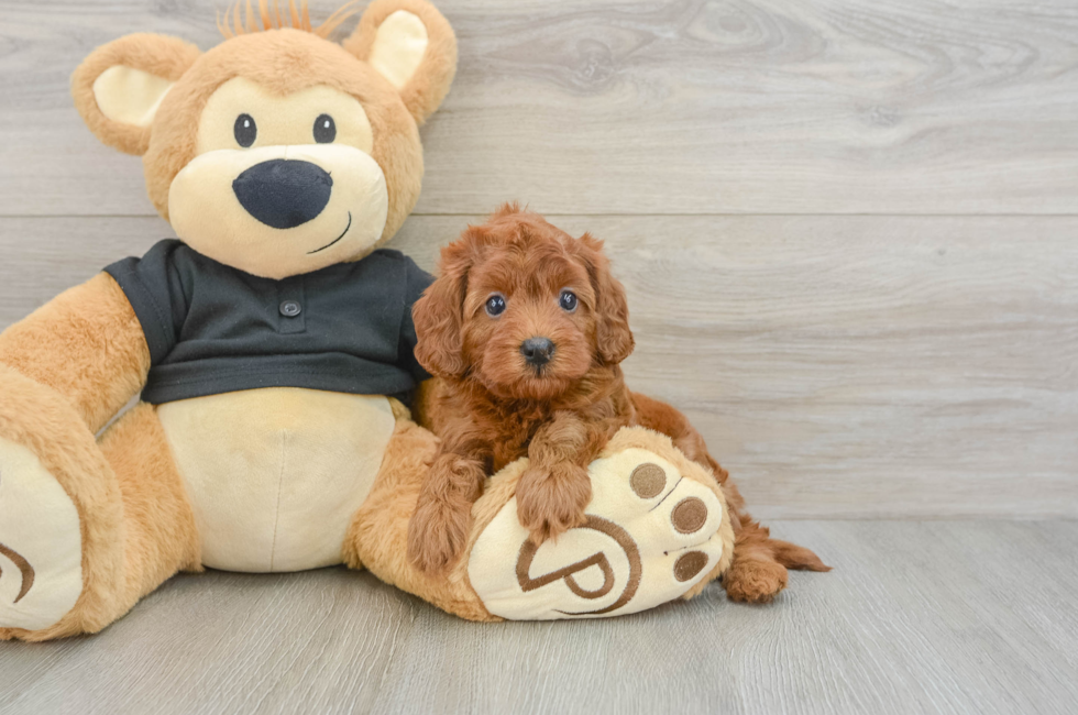 6 week old Cavapoo Puppy For Sale - Pilesgrove Pups