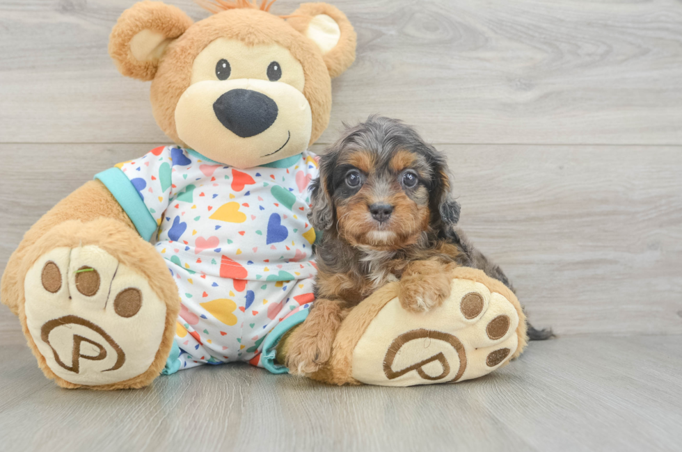 5 week old Cavapoo Puppy For Sale - Pilesgrove Pups