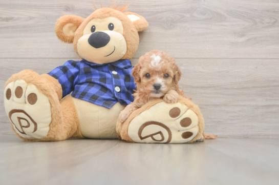 5 week old Cavapoo Puppy For Sale - Pilesgrove Pups Cavapoo Puppy for Adoption