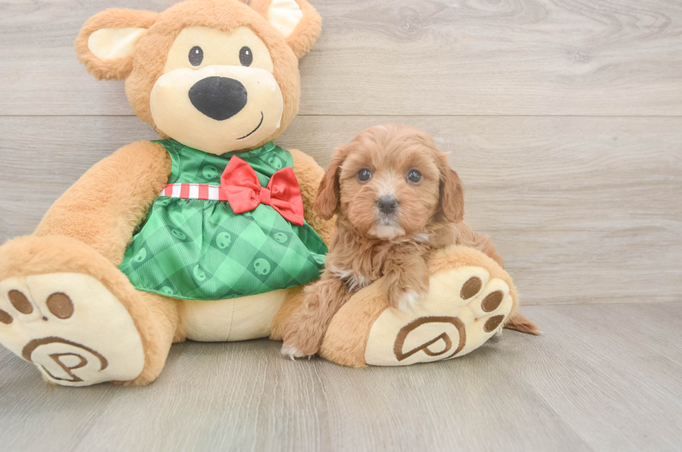 6 week old Cavapoo Puppy For Sale - Pilesgrove Pups