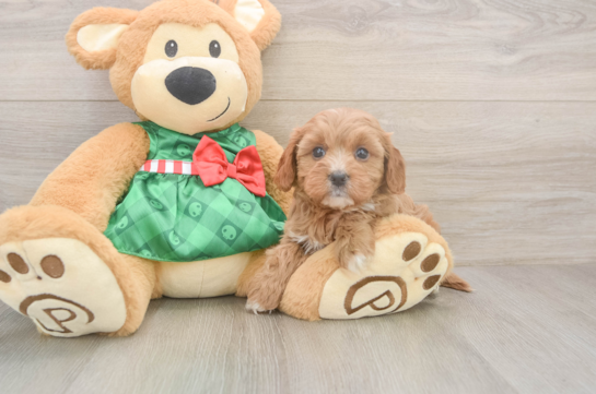 Small Cavapoo Baby