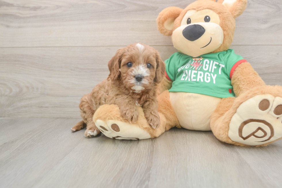 Cute Cavapoo Baby