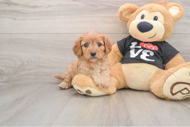 Smart Cavapoo Poodle Mix Pup
